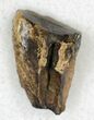 Triceratops Shed Tooth - Montana #20574-1